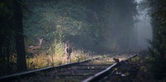 Dwa jelenie stojące na zamglonych torach w leśnej scenerii